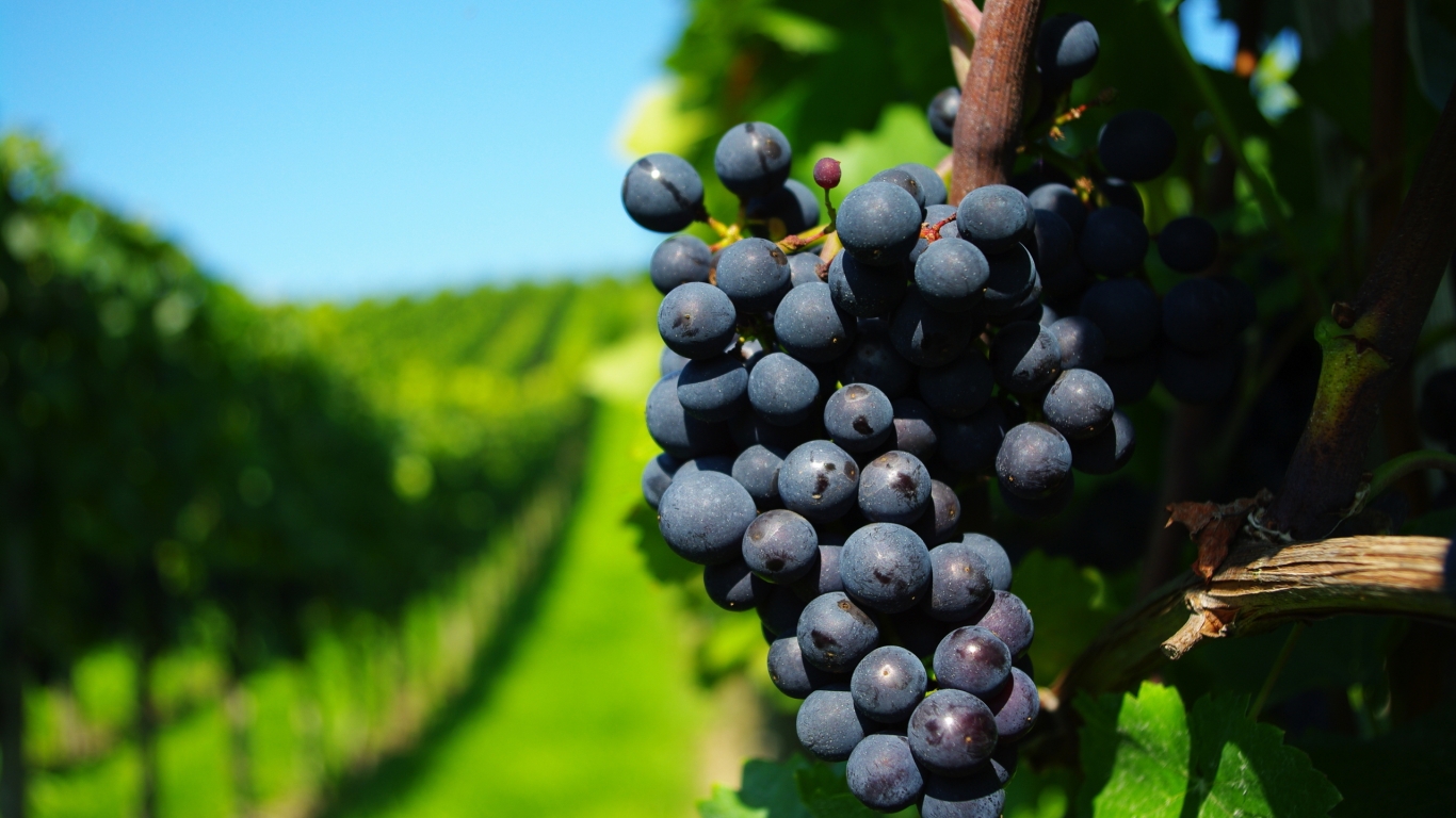 Ripe Grapes for 1366 x 768 HDTV resolution