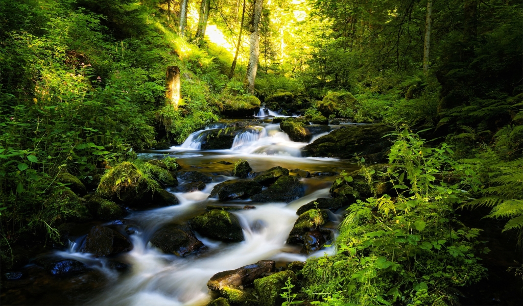 River and Green Forest for 1024 x 600 widescreen resolution