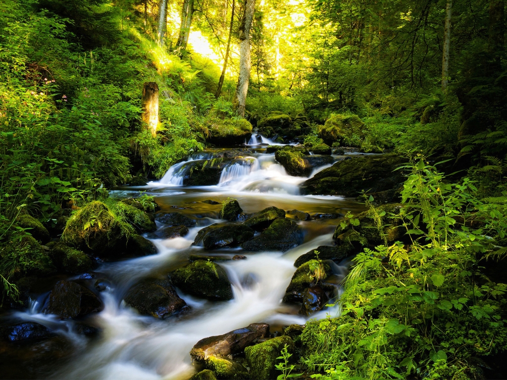 River and Green Forest for 1024 x 768 resolution