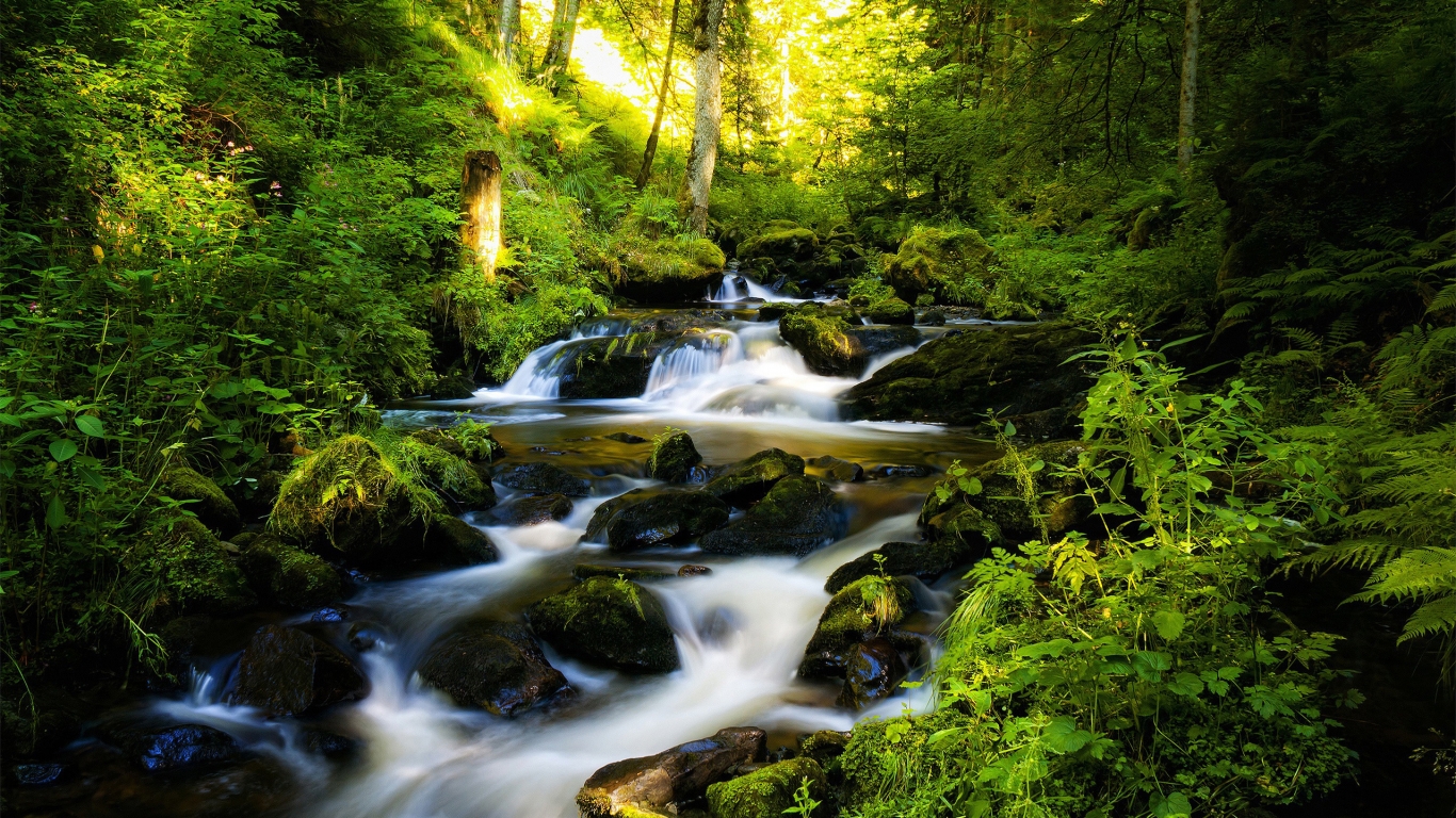River and Green Forest for 1366 x 768 HDTV resolution