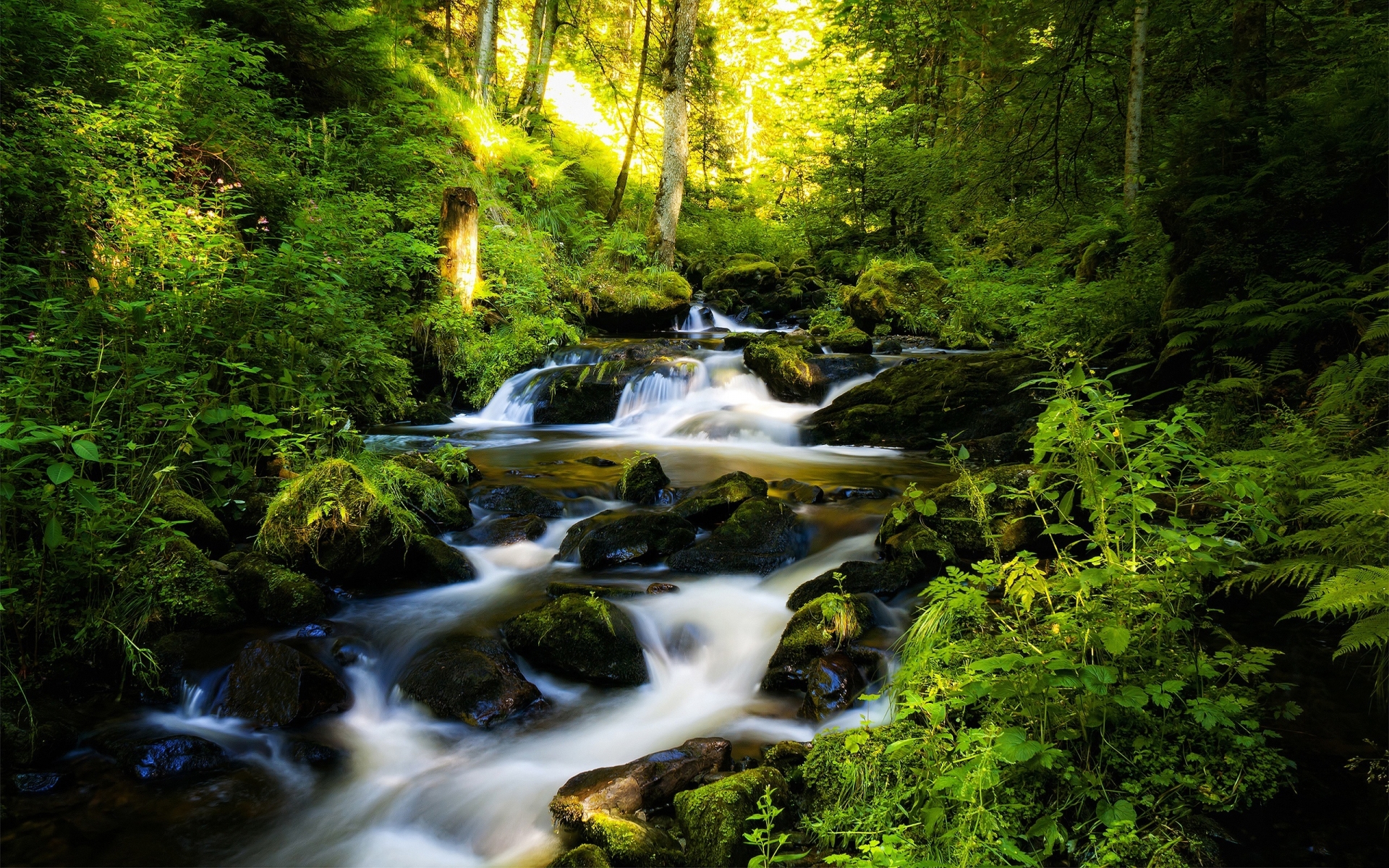 River and Green Forest for 1920 x 1200 widescreen resolution