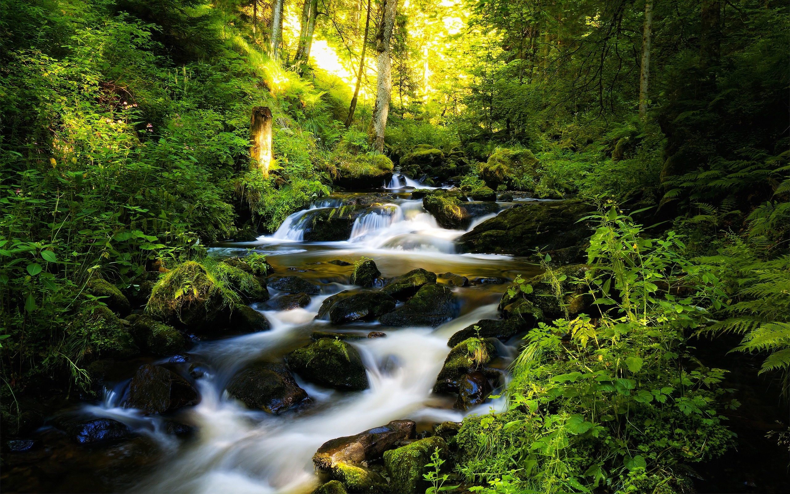 River and Green Forest for 2560 x 1600 widescreen resolution