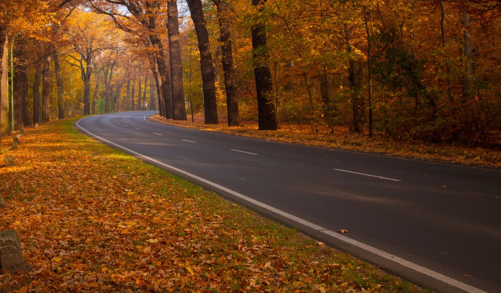 Road through Autumn Woods for 1024 x 600 widescreen resolution