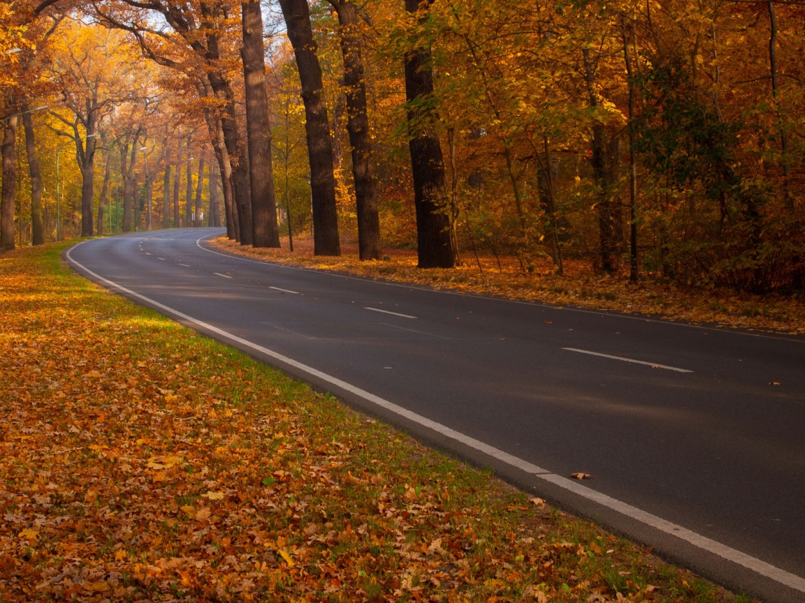 Road through Autumn Woods for 1152 x 864 resolution