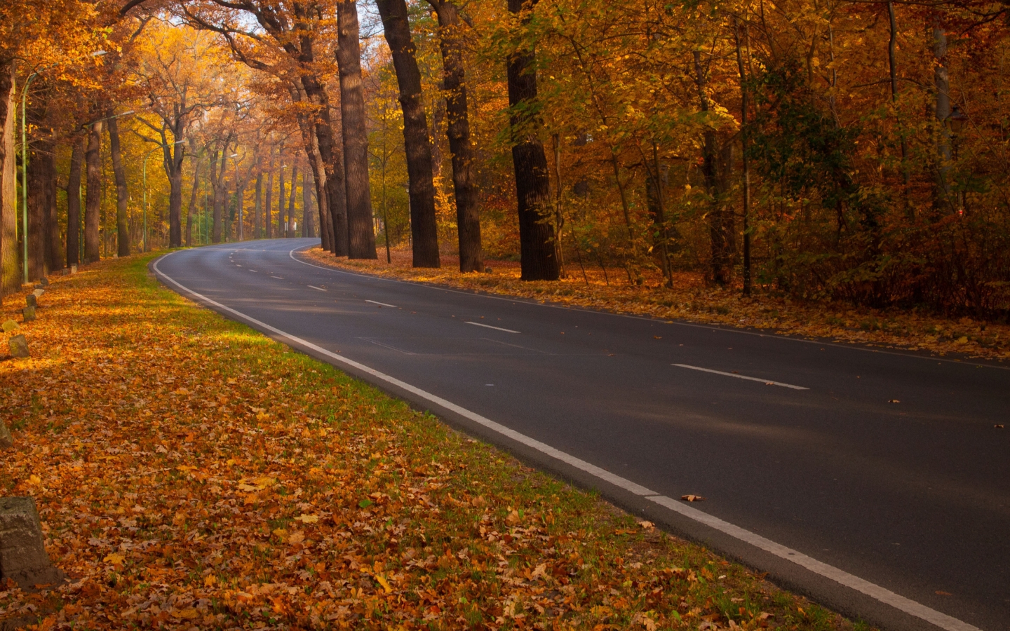 Road through Autumn Woods for 1440 x 900 widescreen resolution
