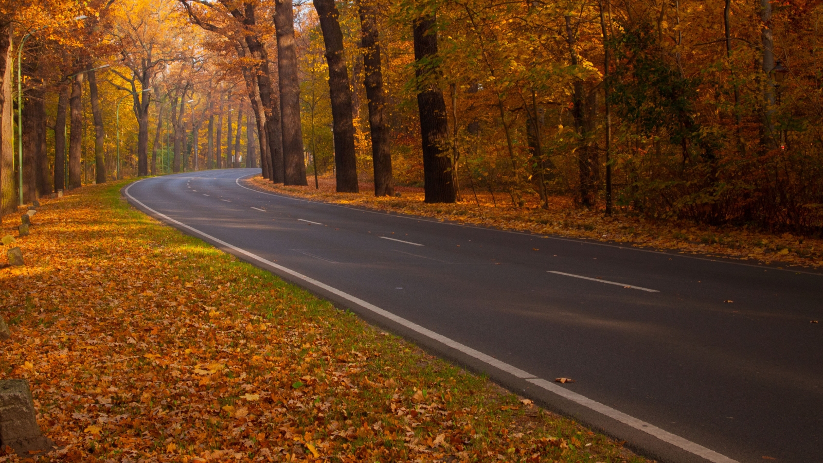 Road through Autumn Woods for 1600 x 900 HDTV resolution