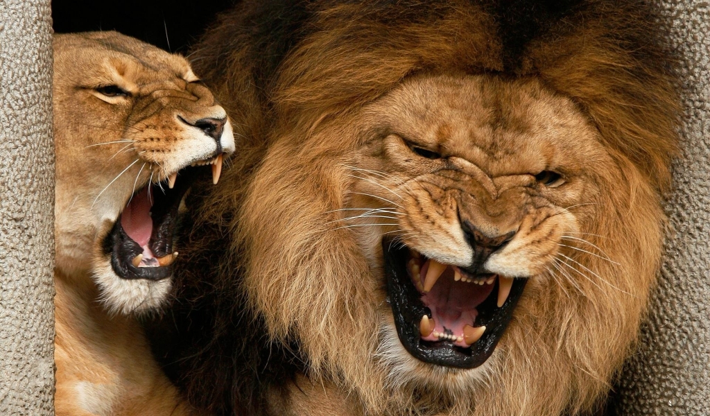 Roaring Lions for 1024 x 600 widescreen resolution