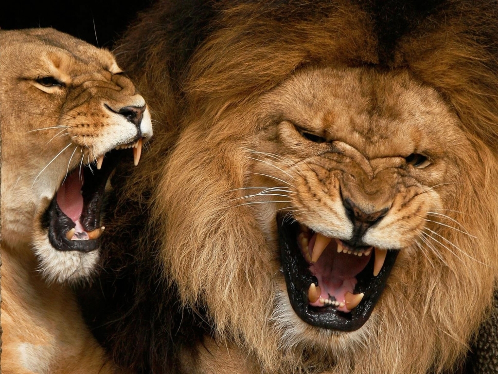 Roaring Lions for 1024 x 768 resolution