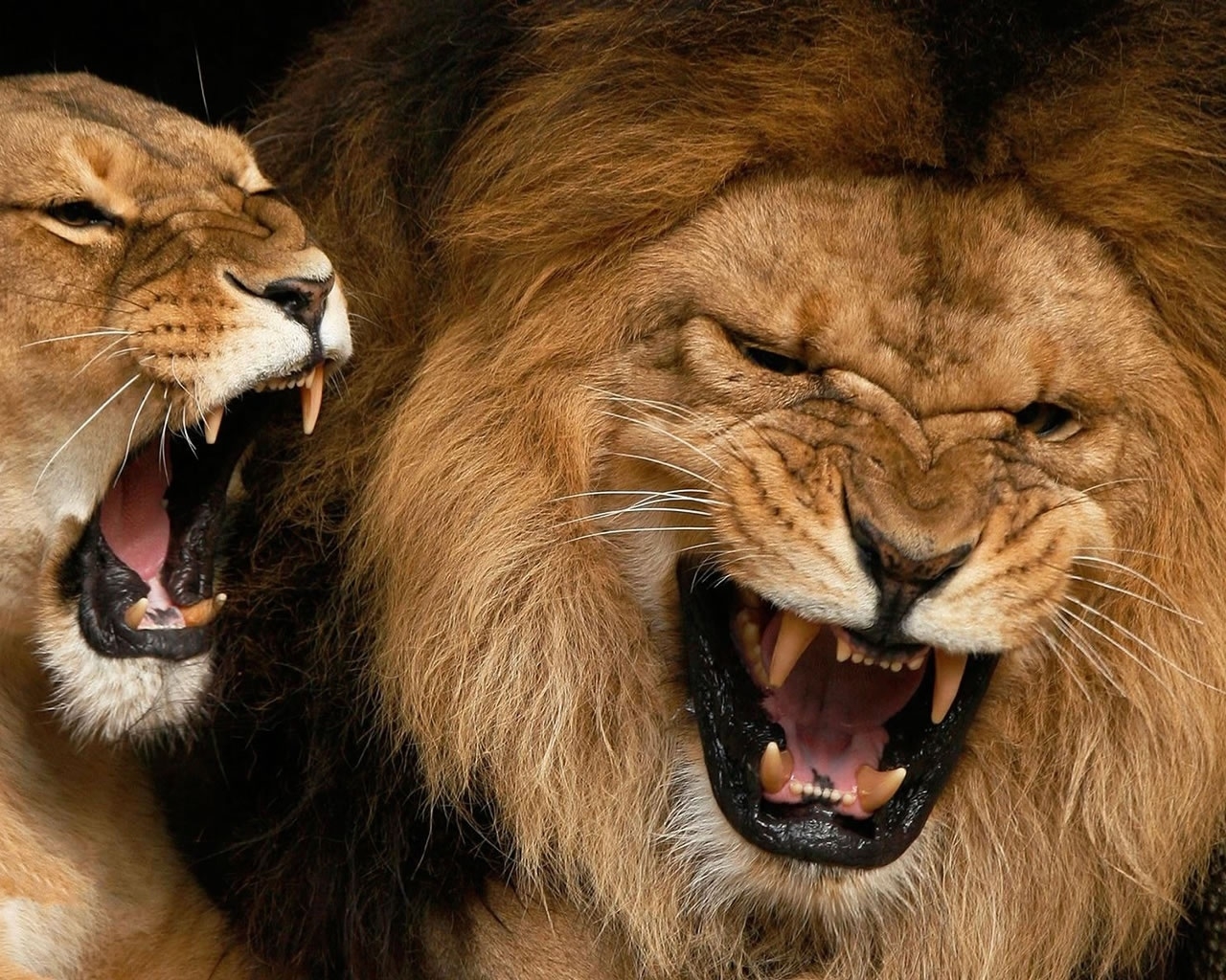 Roaring Lions for 1280 x 1024 resolution