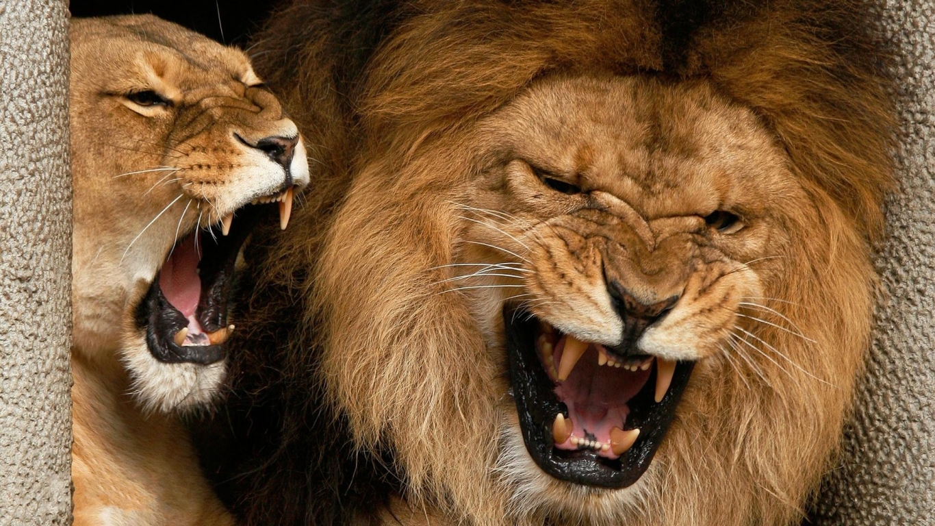 Roaring Lions for 1366 x 768 HDTV resolution