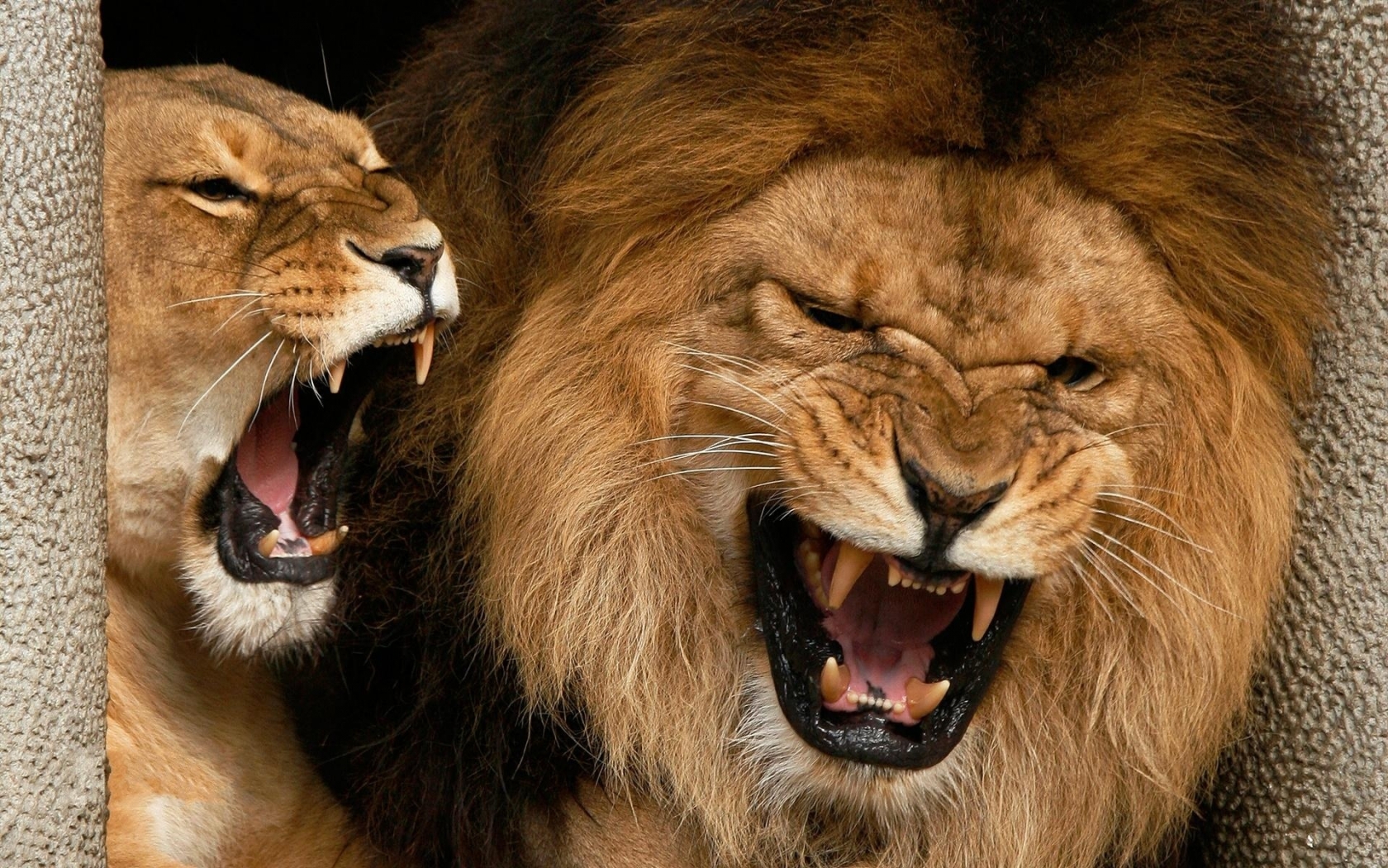 Roaring Lions for 1680 x 1050 widescreen resolution
