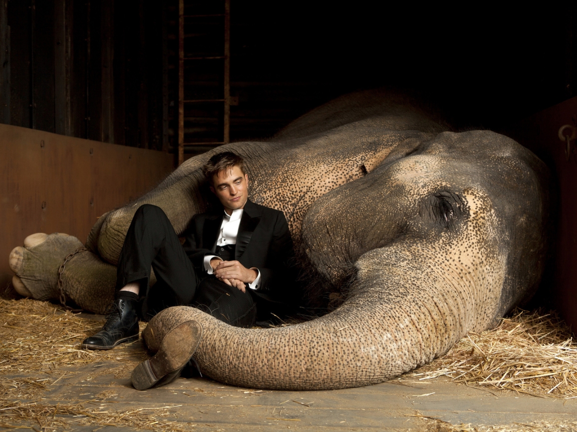 Robert Pattinson Close to Elephant for 1152 x 864 resolution