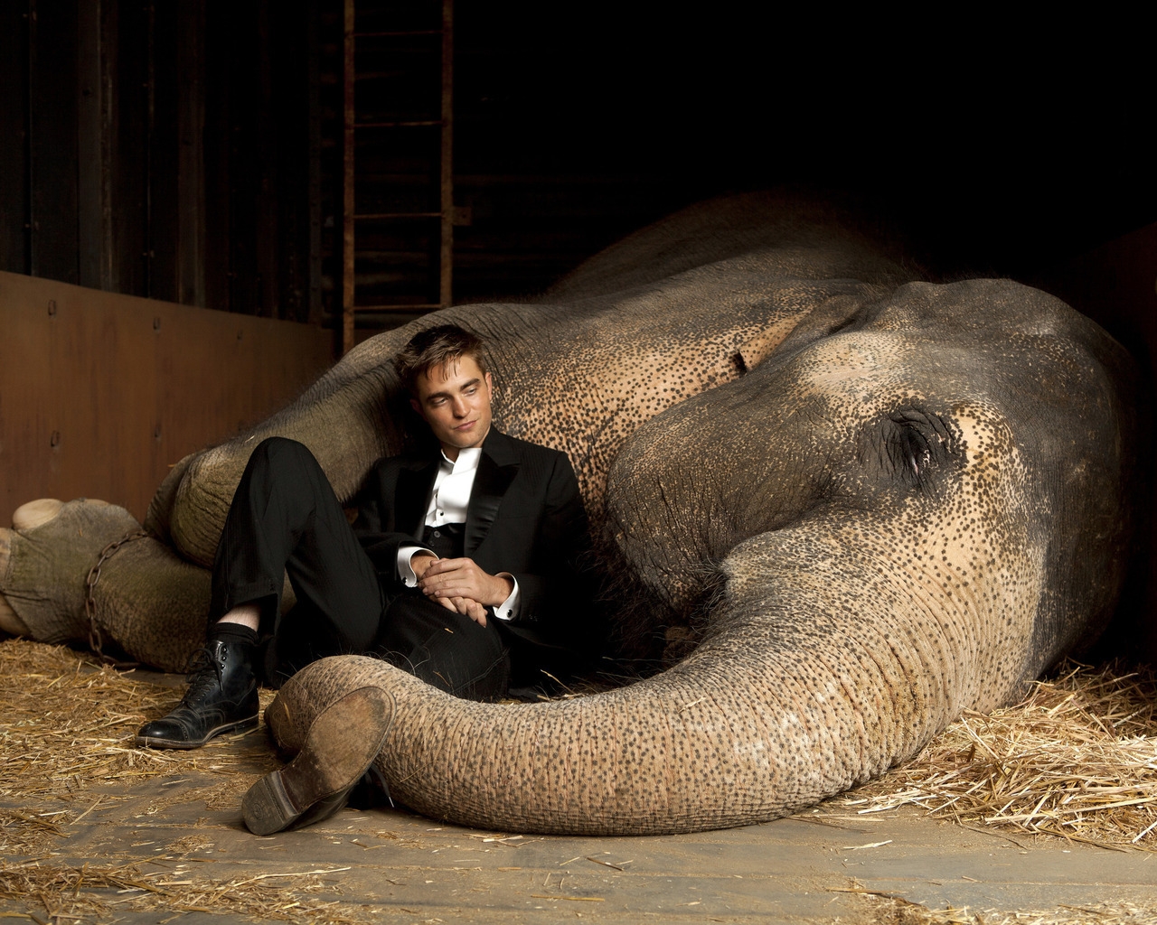 Robert Pattinson Close to Elephant for 1280 x 1024 resolution