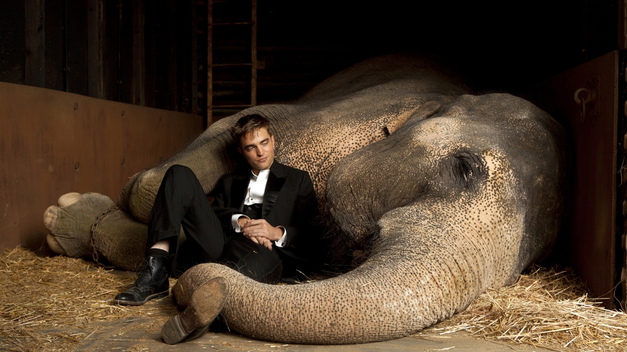 Robert Pattinson Close to Elephant for 1280 x 720 HDTV 720p resolution