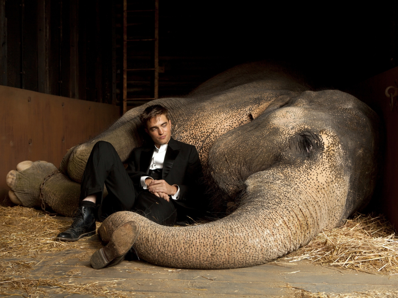 Robert Pattinson Close to Elephant for 1280 x 960 resolution