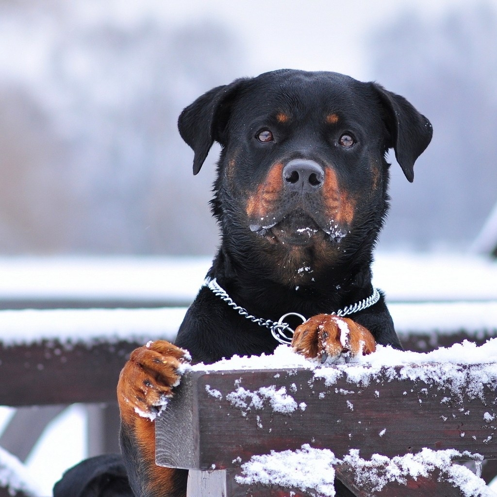 Rottweiler and Snow for 1024 x 1024 iPad resolution