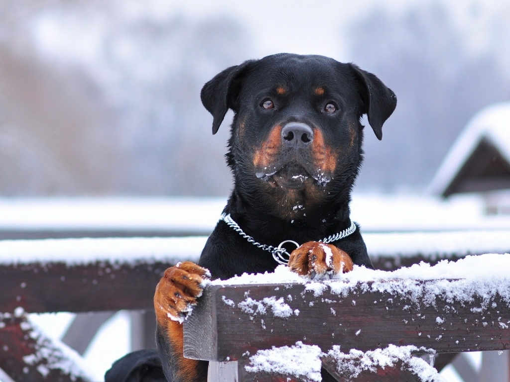 Rottweiler and Snow for 1024 x 768 resolution