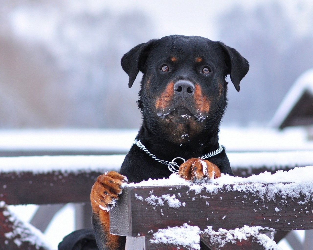 Rottweiler and Snow for 1280 x 1024 resolution