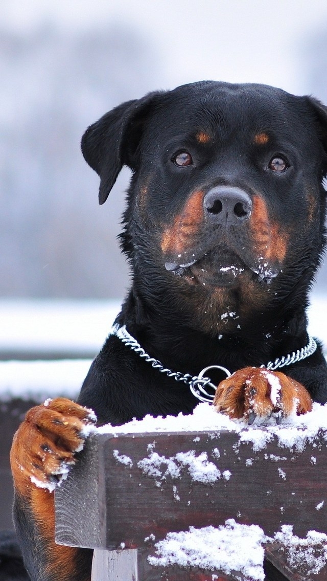 Rottweiler and Snow for 640 x 1136 iPhone 5 resolution