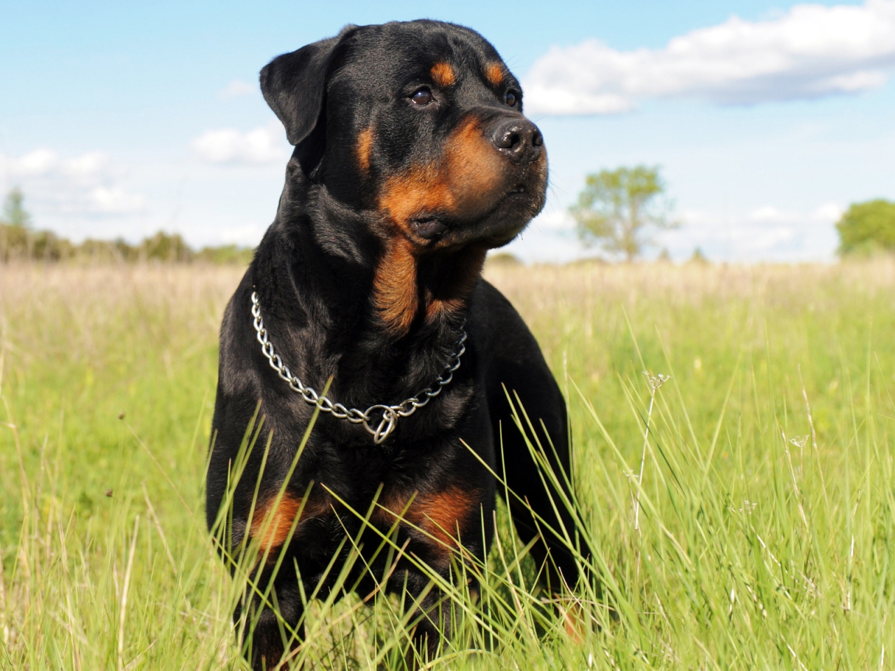 Rottweiler Dog for 1280 x 960 resolution