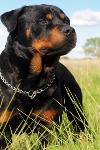 Rottweiler Dog for 320 x 480 iPhone resolution