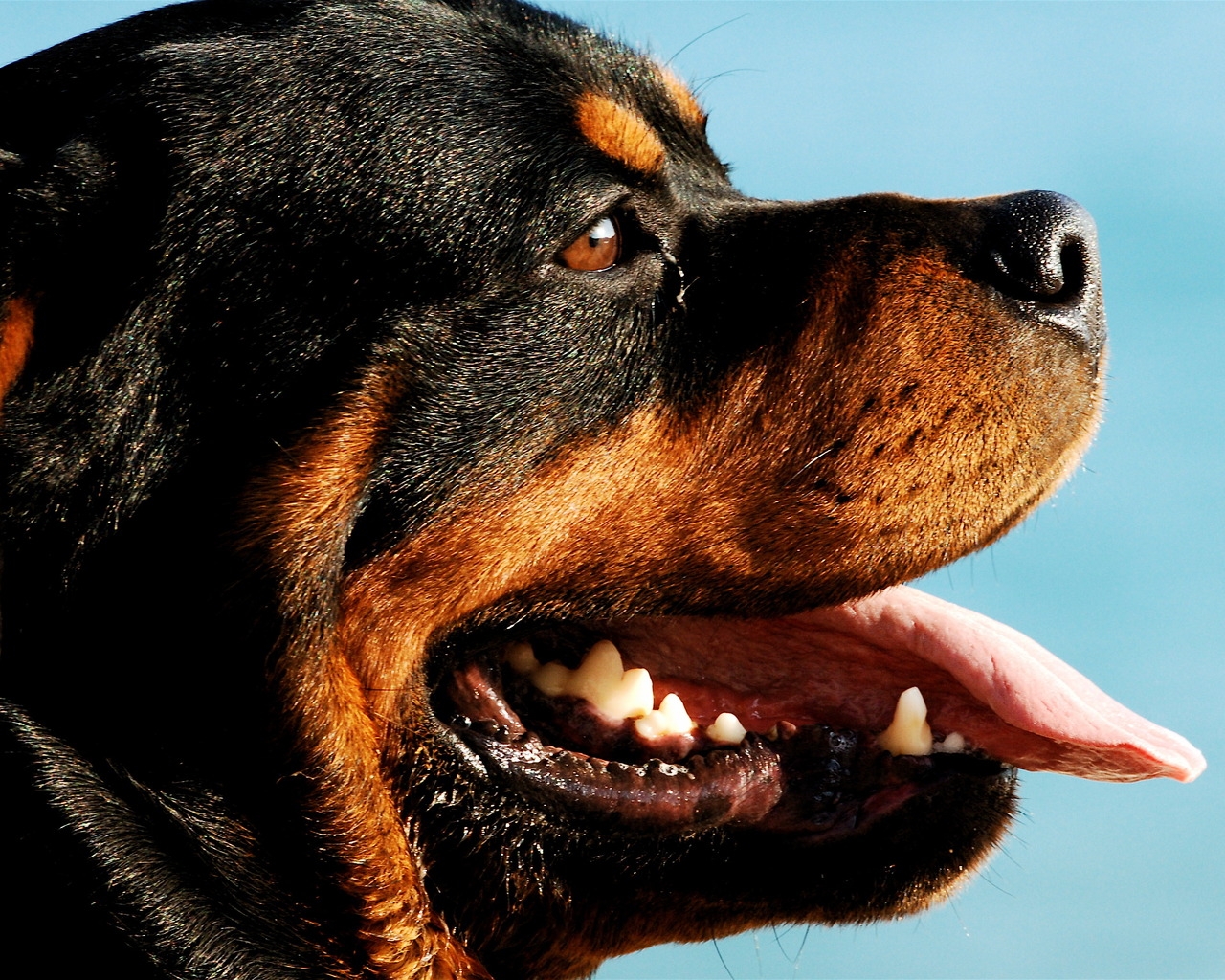 Rottweiler Dog Portrait for 1280 x 1024 resolution