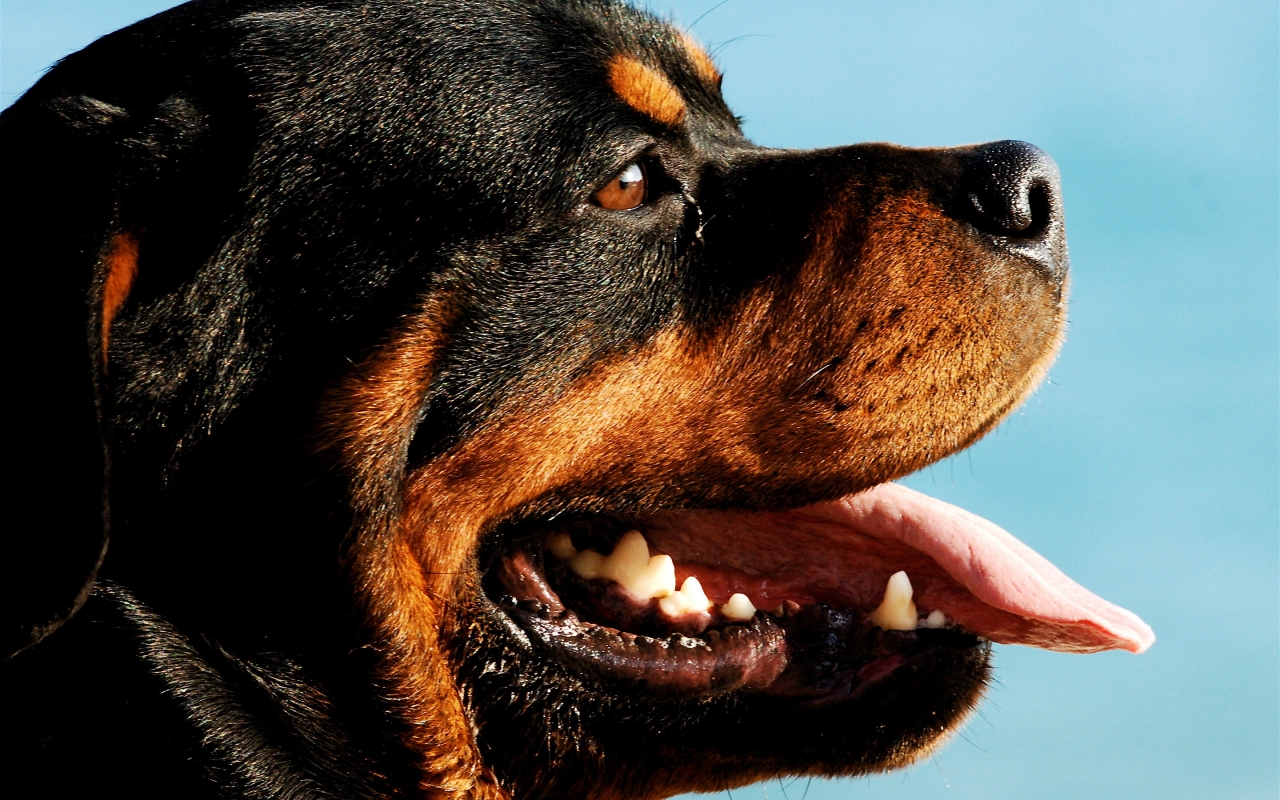 Rottweiler Dog Portrait for 1280 x 800 widescreen resolution