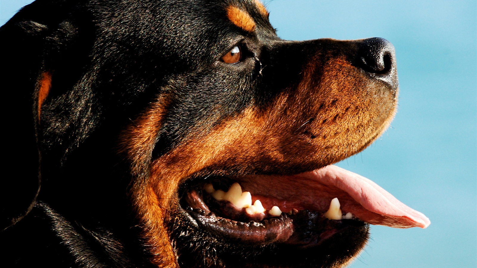 Rottweiler Dog Portrait for 1600 x 900 HDTV resolution