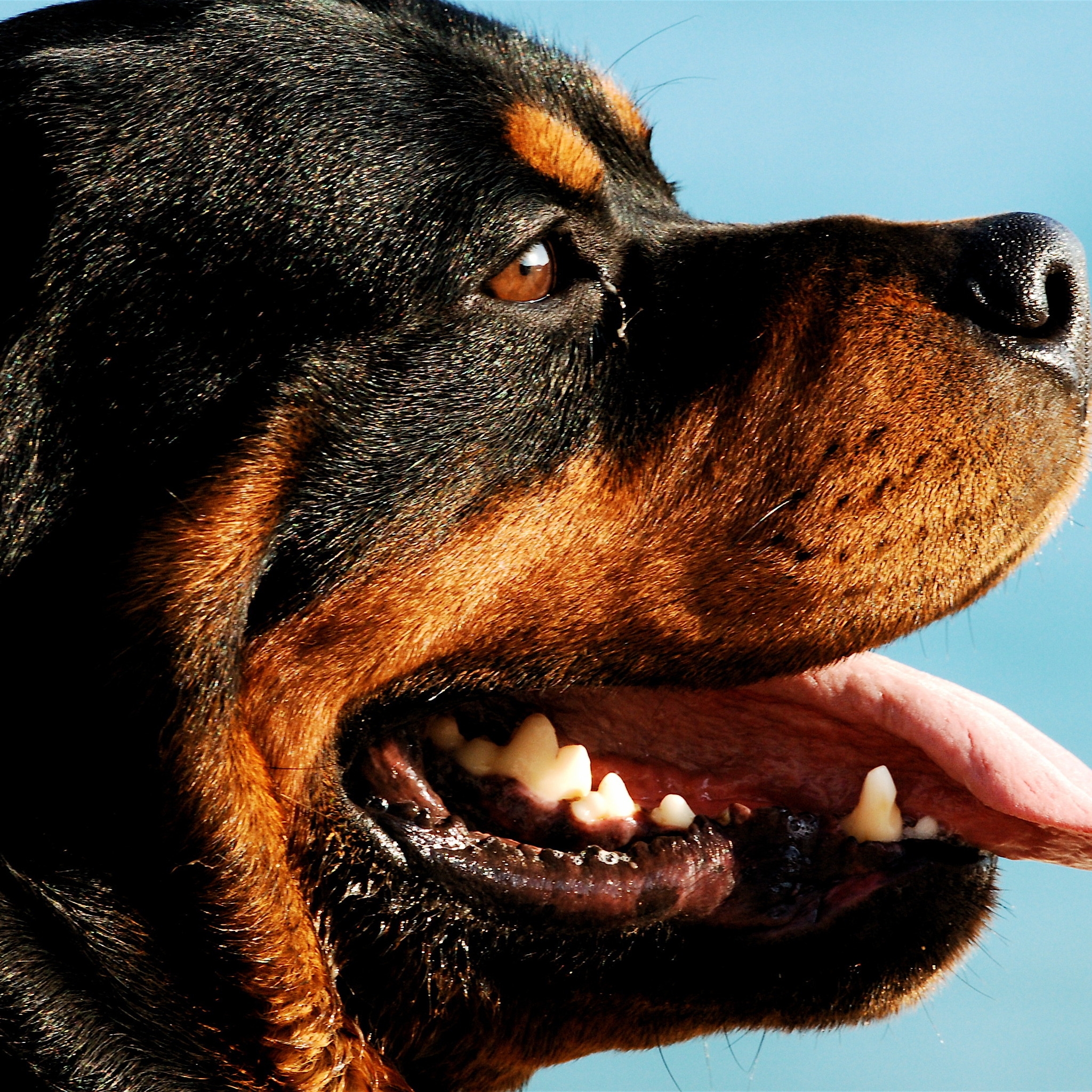 Rottweiler Dog Portrait for 2048 x 2048 New iPad resolution