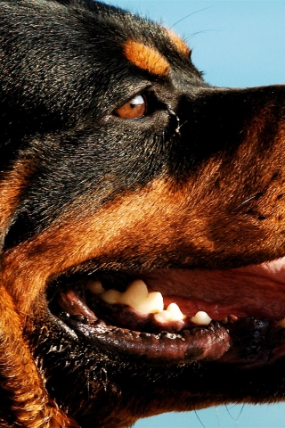 Rottweiler Dog Portrait for 320 x 480 iPhone resolution