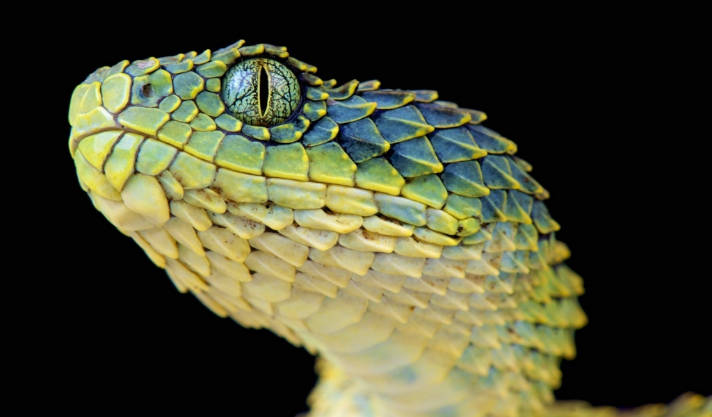 Rough Wood Viper for 1024 x 600 widescreen resolution