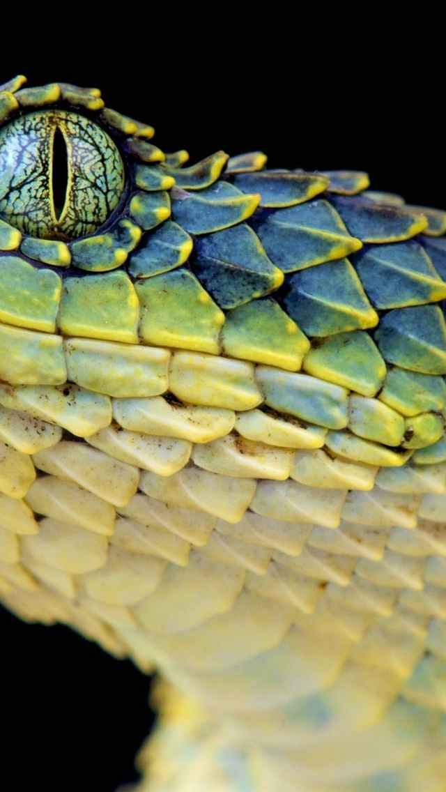 Rough Wood Viper for 640 x 1136 iPhone 5 resolution