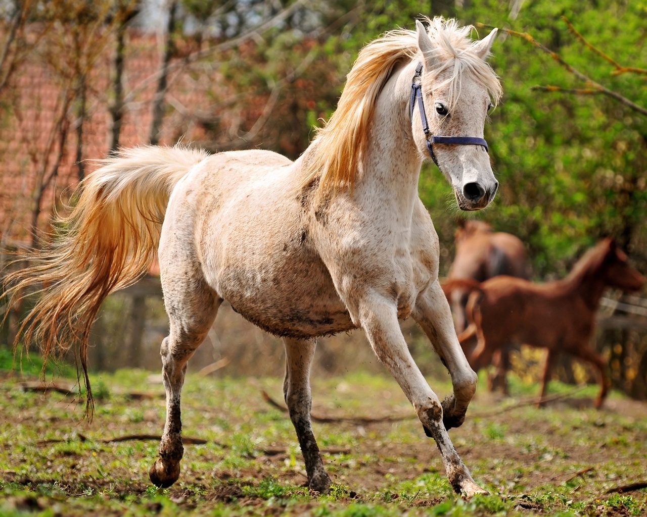 Running horse for 1280 x 1024 resolution