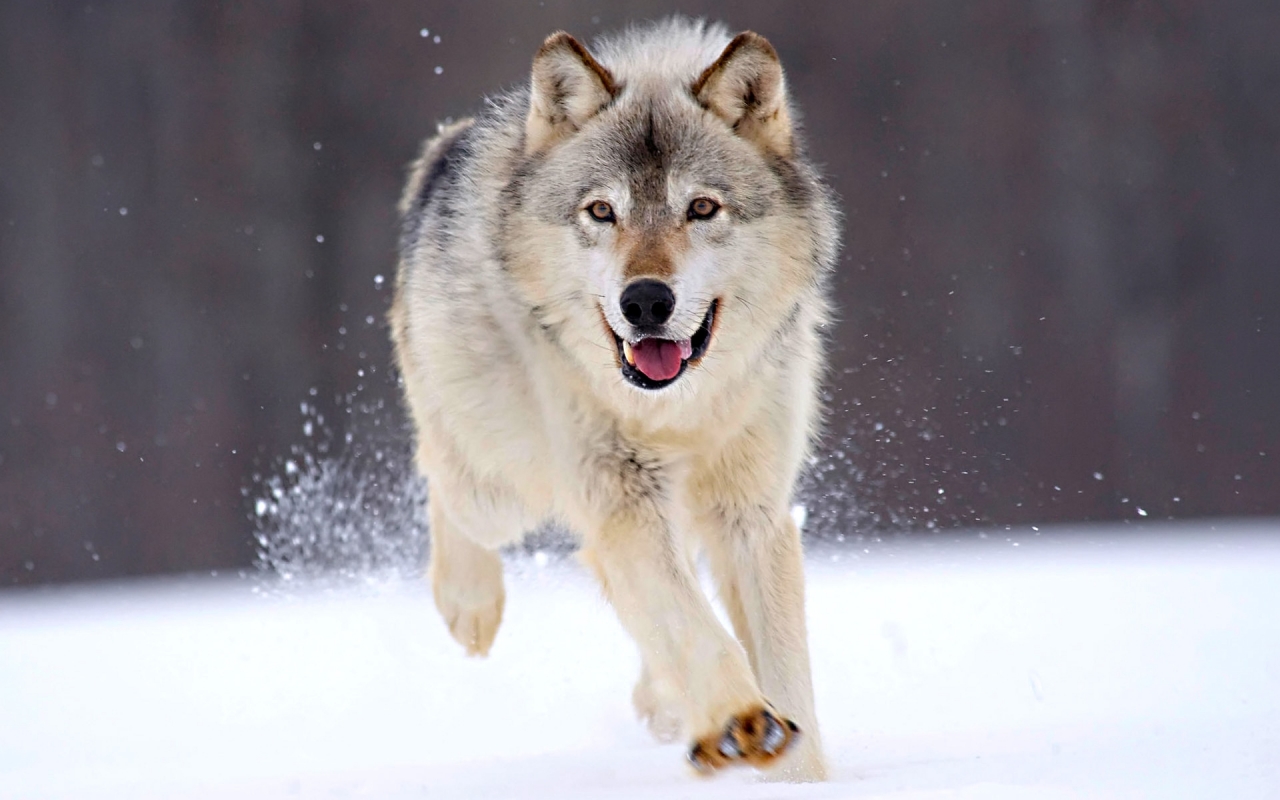Running Wolf for 1280 x 800 widescreen resolution