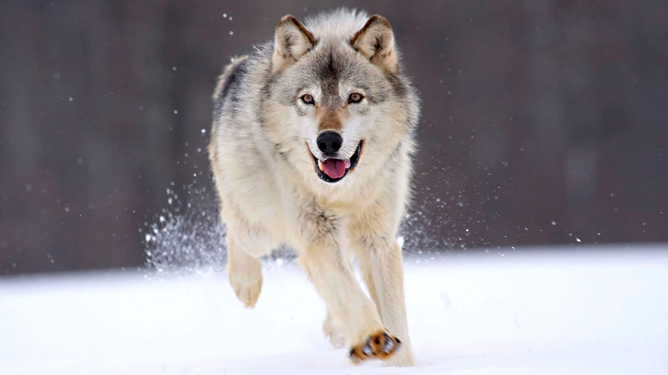 Running Wolf for 1366 x 768 HDTV resolution