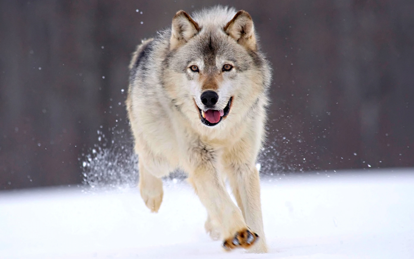 Running Wolf for 1440 x 900 widescreen resolution