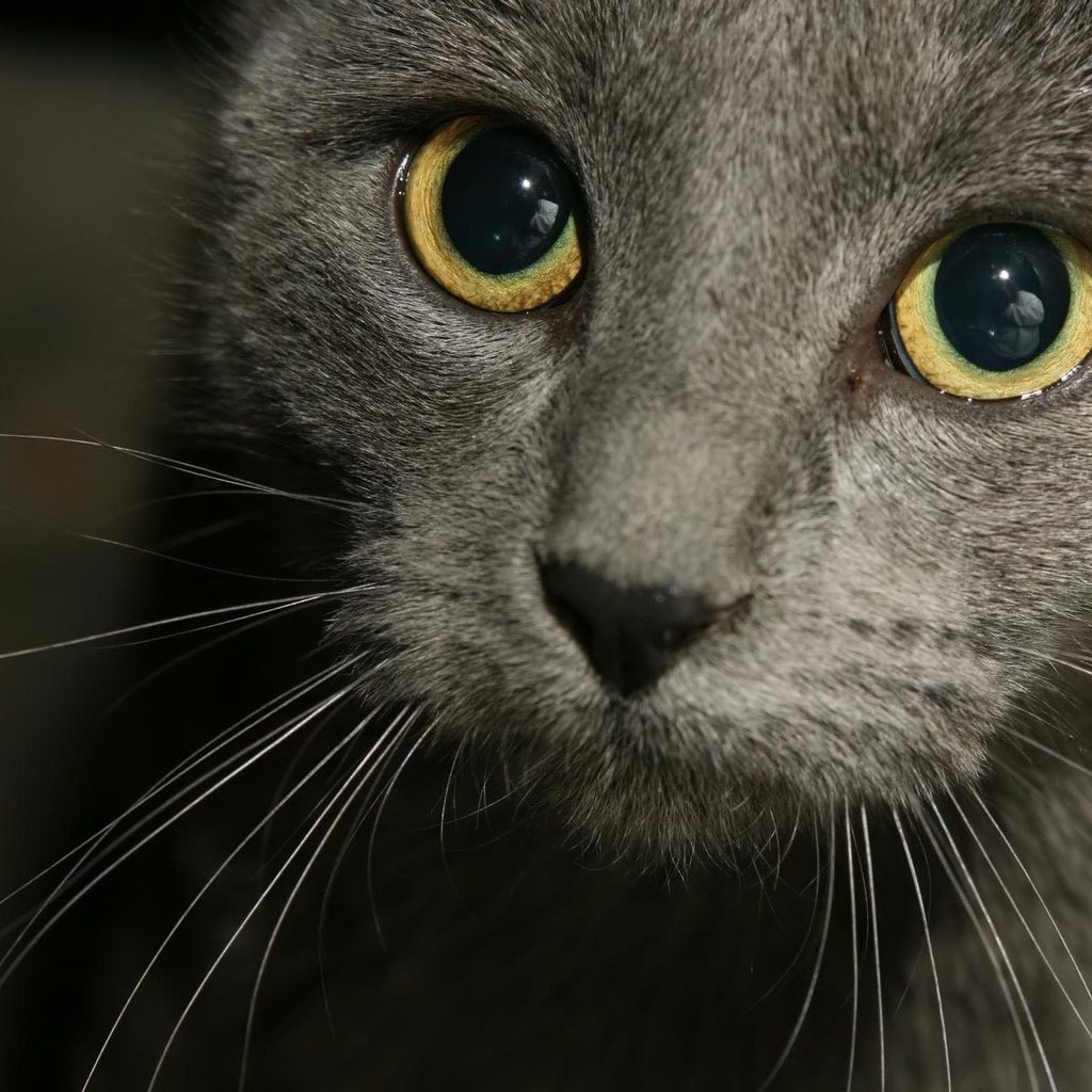 Russian Blue Cat Close Up for 1024 x 1024 iPad resolution
