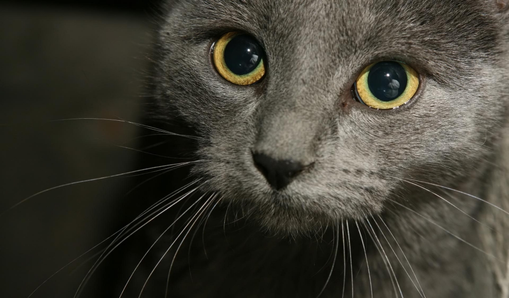 Russian Blue Cat Close Up for 1024 x 600 widescreen resolution