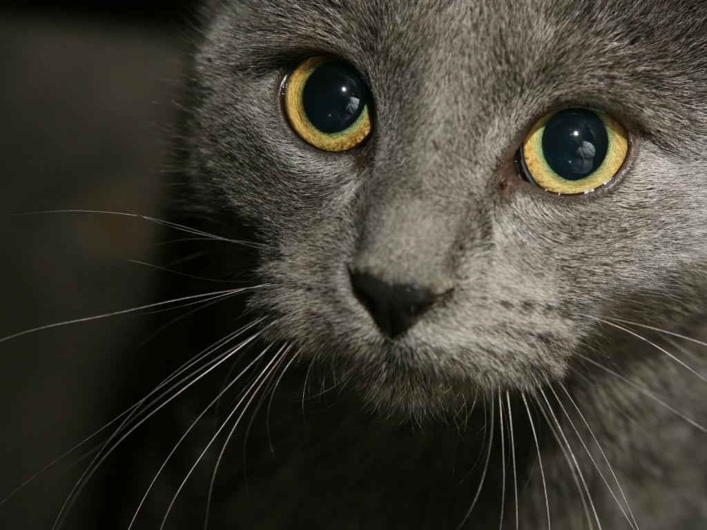 Russian Blue Cat Close Up for 1024 x 768 resolution