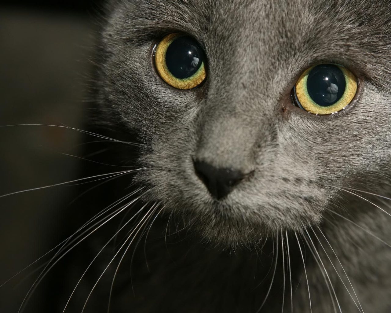 Russian Blue Cat Close Up for 1280 x 1024 resolution
