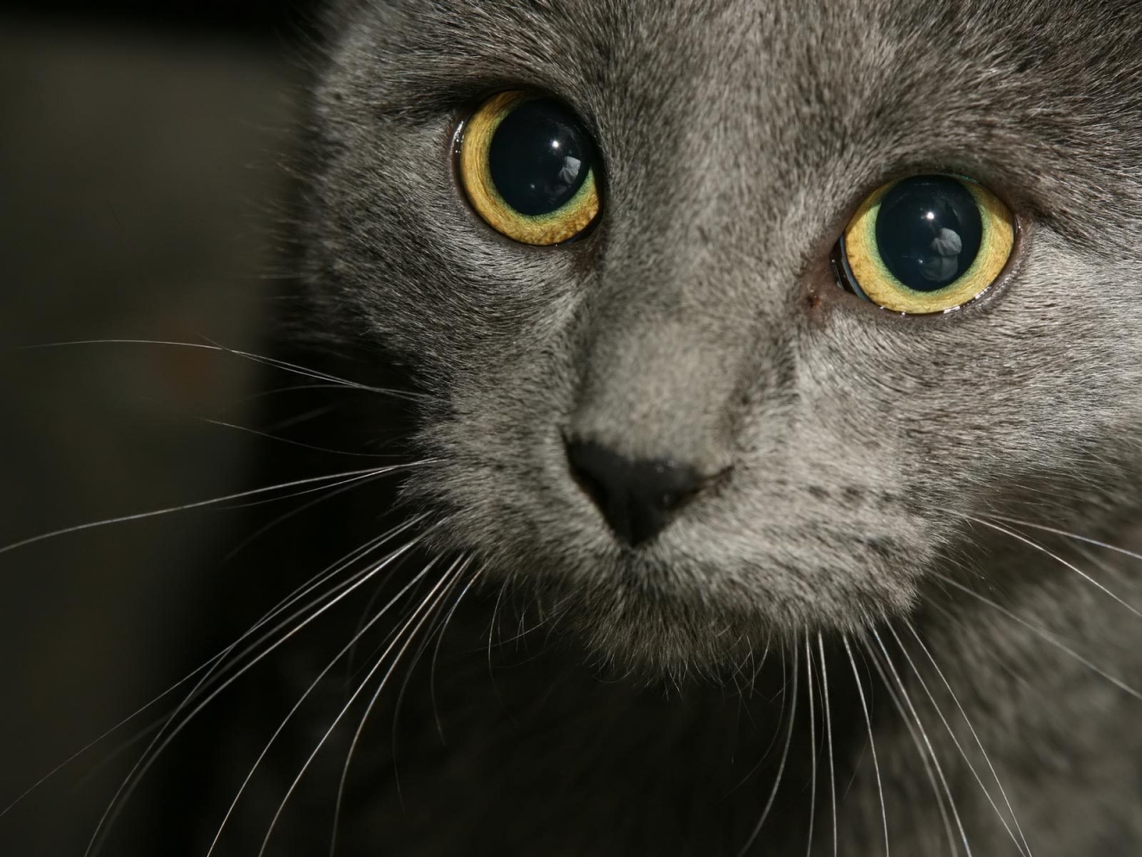 Russian Blue Cat Close Up for 1280 x 960 resolution