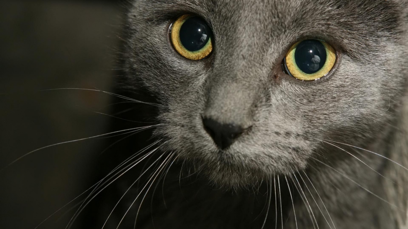 Russian Blue Cat Close Up for 1366 x 768 HDTV resolution