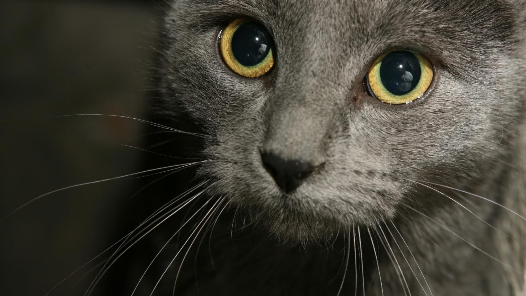 Russian Blue Cat Close Up for 1680 x 945 HDTV resolution