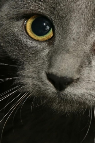 Russian Blue Cat Close Up for 320 x 480 iPhone resolution