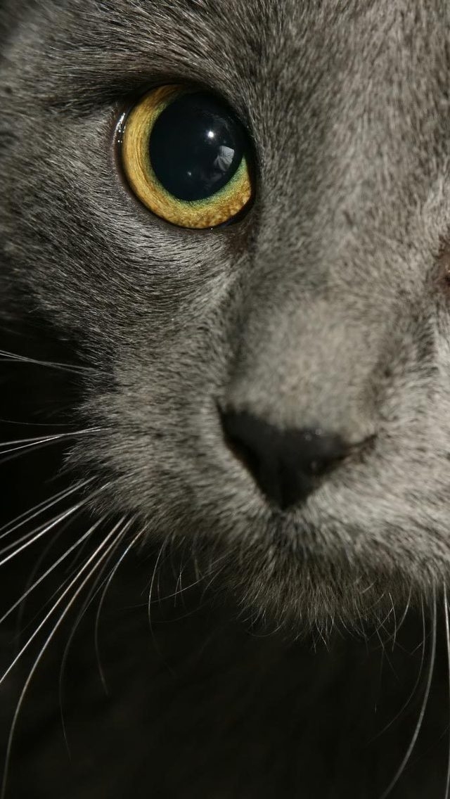 Russian Blue Cat Close Up for 640 x 1136 iPhone 5 resolution