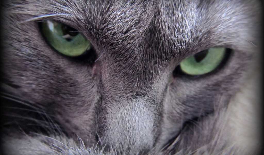 Russian Blue Cat Evil Look for 1024 x 600 widescreen resolution