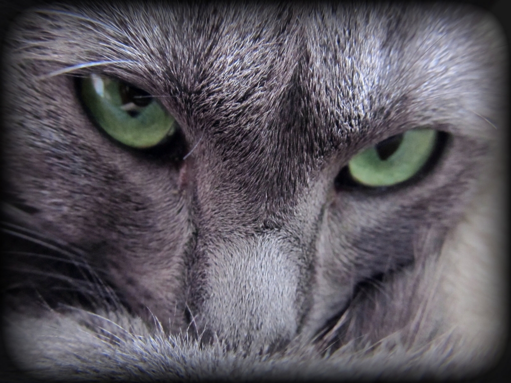 Russian Blue Cat Evil Look for 1024 x 768 resolution