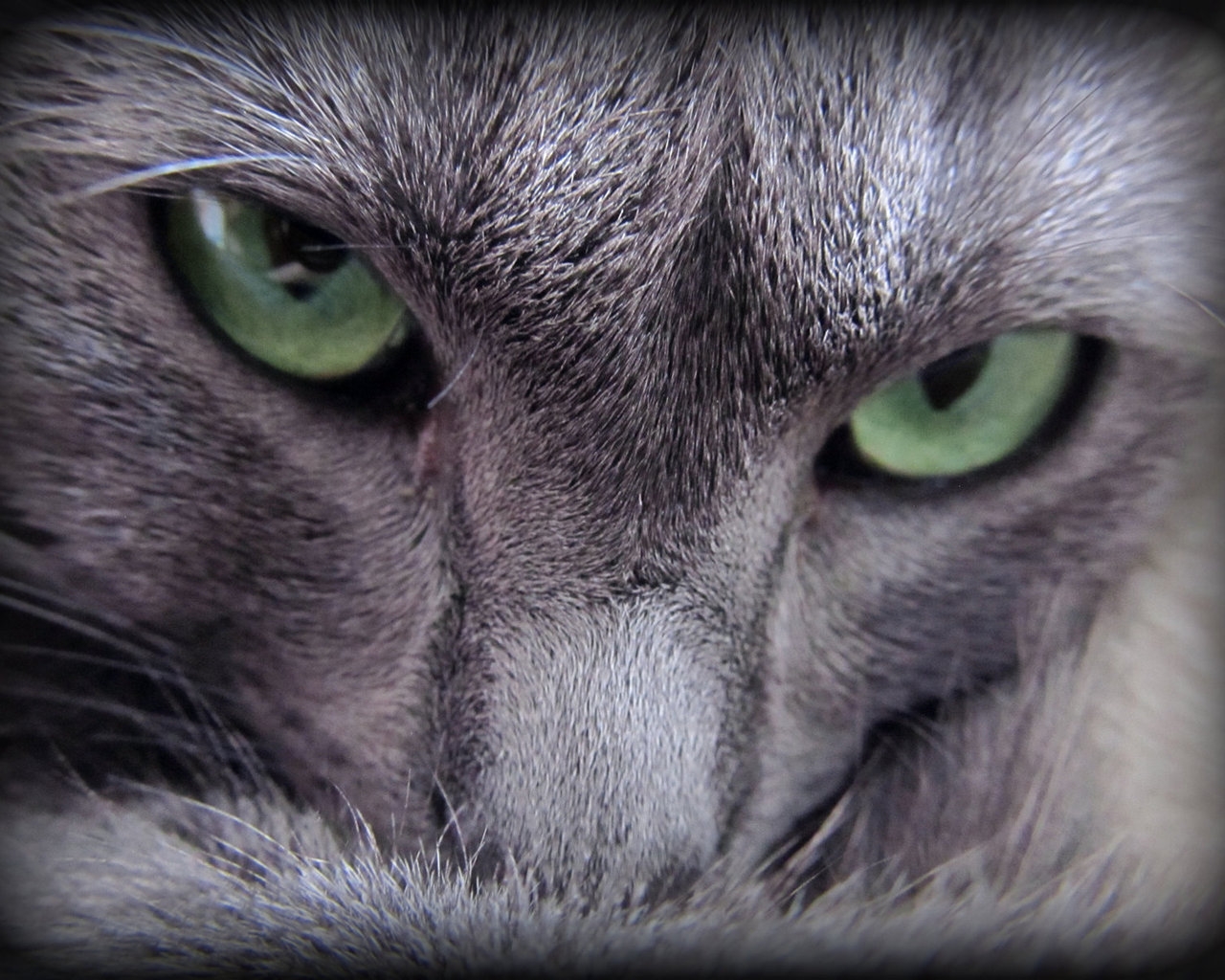 Russian Blue Cat Evil Look for 1280 x 1024 resolution