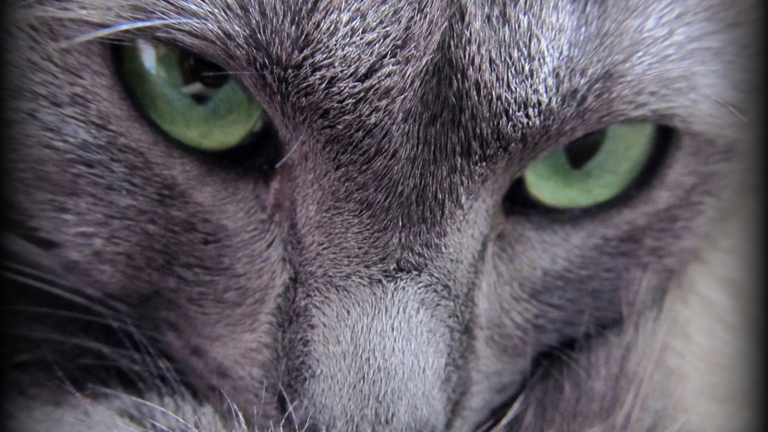 Russian Blue Cat Evil Look for 1536 x 864 HDTV resolution