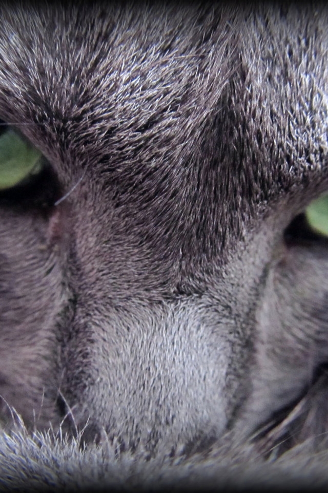 Russian Blue Cat Evil Look for 640 x 960 iPhone 4 resolution
